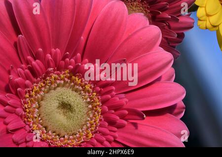 Fresh pink Gerbera flowers macro close up. While light pink gerberas express admiration and sympathy, dark pink ones are a symbol of gratitude. Stock Photo