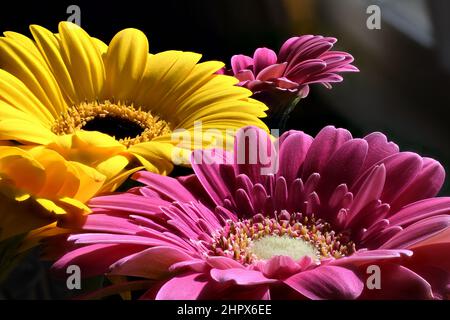 Fresh pink & Yellow Gerbera flower close up. gerbera daisies stand for happiness and joy. yellow for happiness & joy; pink for adoration & admiration. Stock Photo