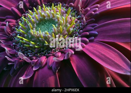 Fresh pink Gerbera flowers macro close up. While light pink gerberas express admiration and sympathy, dark pink ones are a symbol of gratitude. Stock Photo