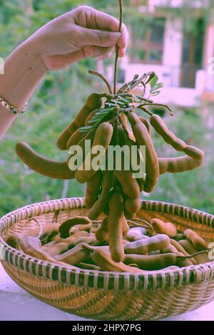 Close up woman hand hold bunch of tamarind in sour Vietnamese fruit in basket on green tree background Stock Photo