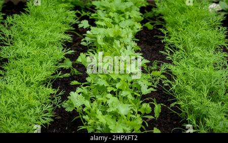 Fresh herbs, coriander (Coriandrum sativum) and dill (Anethum graveolens) growing on the herb patch. Close up of lush dill and coriander Stock Photo