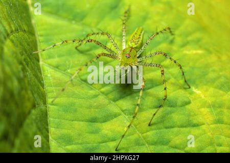 Peucetia viridans, the Green Lynx Spider, is a bright-green lynx spider usually found on green plants. Tarcoles, Costa Rica, Rainforest Spider Stock Photo