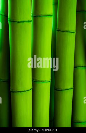 Green bamboo big stick fence texture background Stock Photo