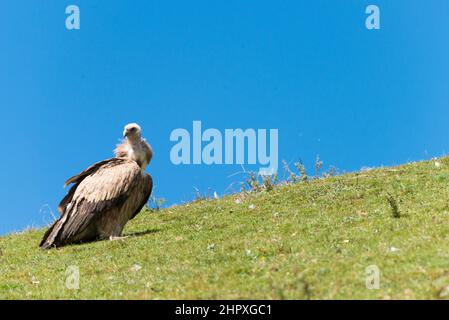 SICHUAN, CHINA - Vulture at Sky burial site in Larung Gar. a famous Lamasery in Seda, Sichuan, China. Stock Photo