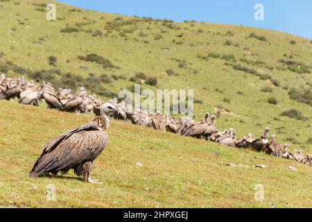 SICHUAN, CHINA - Vulture at Sky burial site in Larung Gar. a famous Lamasery in Seda, Sichuan, China. Stock Photo