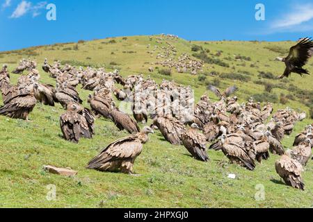 SICHUAN, CHINA - Vulture at Sky burial site in Larung Gar. a famous Lamasery in Seda, Sichuan, China. Stock Photo