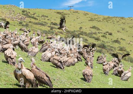 SICHUAN, CHINA - Vulture at Sky burial site in Larung Gar. a famous Lamasery in Seda, Sichuan, China. Stock Photo