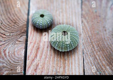 Sea urchin shells on wooden background Stock Photo