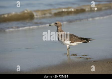 A Sooty Gull (Ichthyaetus hemprichii) on the beach at Fujairah in the UAE. It is a species of gull in the family Laridae. Stock Photo