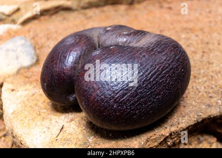 Coco de Mer nut (Lodoicea maldivica), the largest nut in the world, endemic to Praslin and Curieuse  Islands, Seychelles in Vallee de Mai Nature Reser