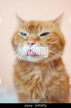 Lovely old cat looking somewhere and showing its tongue. Selective soft focus. Stock Photo