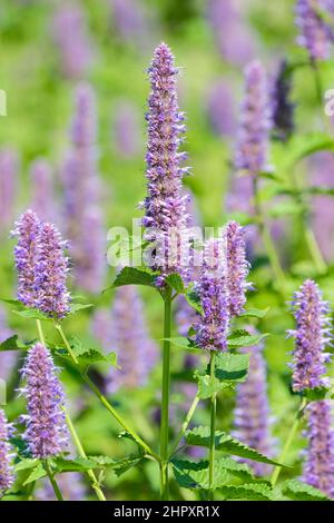 Agastache rugosa, the Korean mint, wrinkled giant hyssop, purple giant hyssop, Indian mint is an aromatic herb in the mint family Stock Photo