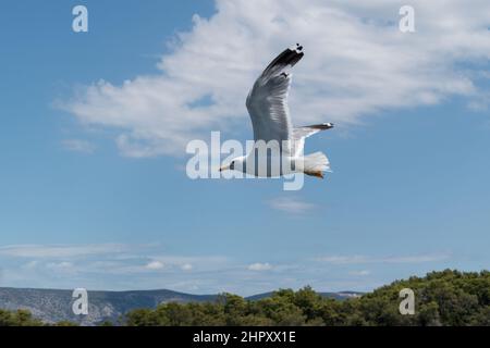 Wild sea bird Seagull in flight against sky Stock Photo