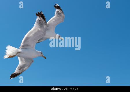 Two seabirds Seagulls in flight against the blue sky Stock Photo