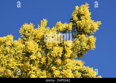 France, french riviera, Tanneroin, mimosa, imported from Australia the mimosa bloomed in winter with a beautiful sunny yellow color. Stock Photo