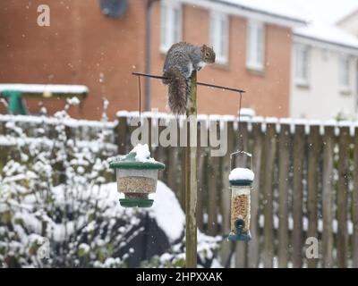 24th, February, 2022. Glasgow, Scotland, UK. UK Weather. A grey Squirrel visits the bird feeders as heavy overnight snow covers the ground in Glasgow. Credit. Douglas Carr/Alamy Live News Stock Photo