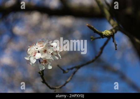 Bonn Germany end of February 2022 blossoms of flowering ornamental cherry against natural background in sunshine with blue sky Stock Photo