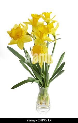 Spring yellow daffodil flowers isolated on white background. Stock Photo