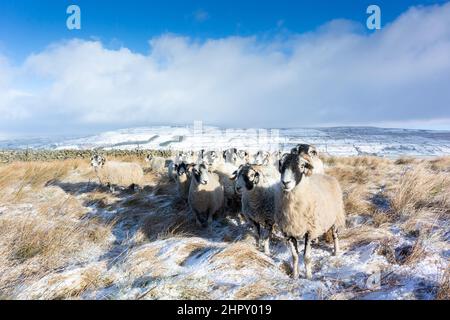 Hawes, North Yorkshire, 24 Feb 2022 - Weather - A flock of Swaledale ewes, a hardy native hill breed, wait patiently for their breakfast of hay and extra ceral based feed, on the slopes of Yorburgh fell above Burtersett, near Hawes in Wensleydale, North Yorkshire, UK. Credit: Wayne HUTCHINSON/Alamy Live News Stock Photo