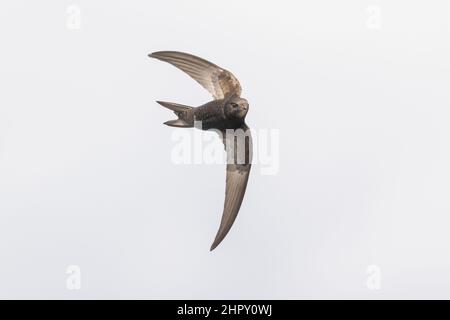 Common swift Apus apus, swallow bird in flight against a white background Stock Photo