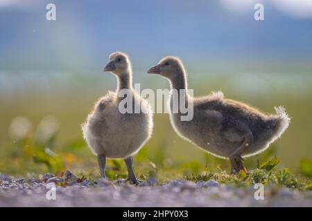 Close-up of a Greylag goose chick, Anser anser, foraging in a green meadow Stock Photo
