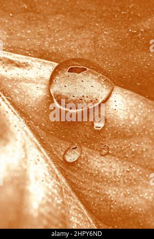 Pop Art Surreal Style Copper Colored Plant Leaf with Water Droplets Stock Photo