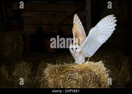 Barn owl (Tyto alba) on a straw bale in a barn, France