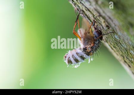 Fly collecting sap from a poplar tree in summer, Pas de Calais, France Stock Photo