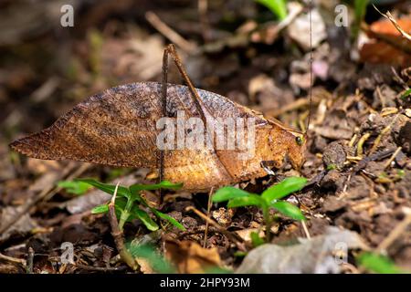 Brown leaf insect on a leaf. Leaf Grasshopper, Orophus tessellatus Stock Photo