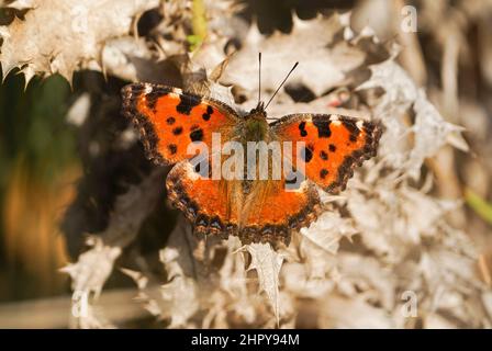 Large tortoiseshell (Nymphalis polychloros ) butterfly taking some sun in the afternoon, Andalucia, Spain. Stock Photo