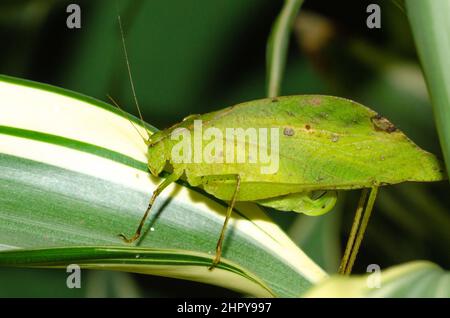 Green leaf insect bug on a leaf. Leaf Grasshopper, Orophus tessellatus Stock Photo