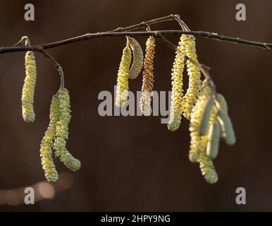 Close-up shot of common hazel catkins hanging from a branch Stock Photo