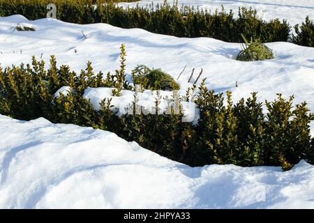 Row of green bushes in snow in park Stock Photo