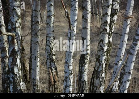 Group of birch trees in sunlight Stock Photo