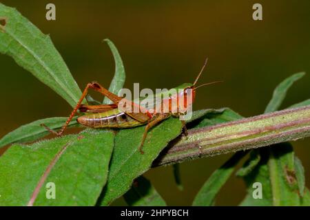 Meadow grasshopper (Chorthippus parallelus) on a leaf, Mayenne, France Stock Photo