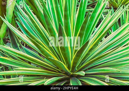 Yucca filamentosa growing in the garden inside the confines of the Golconda Fort, Hyderabad, Telangana, India. Stock Photo