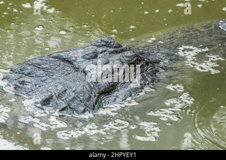 A close up portrait of Lady Laguna, a large female alligator, in a pond at the South Padre Island Alligator Sanctuary in Texas. Stock Photo