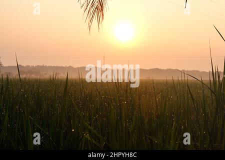 Khulna, Bangladesh - October 09, 2014: Aerial View of the green paddy field at Paikgacha in Khulna, Bangladesh. Stock Photo