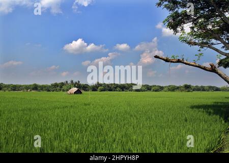 Khulna, Bangladesh - October 09, 2014: Aerial View of the green paddy field at Paikgacha in Khulna, Bangladesh. Stock Photo