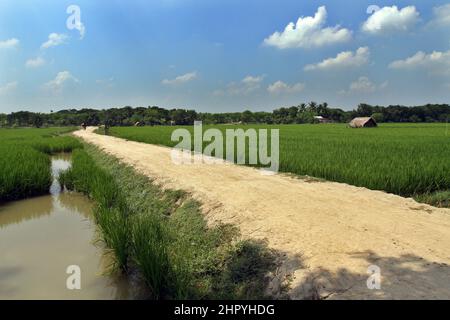 Khulna, Bangladesh - October 09, 2014: Aerial View of the green paddy field at Paikgacha in Khulna, Bangladesh. Stock Photo