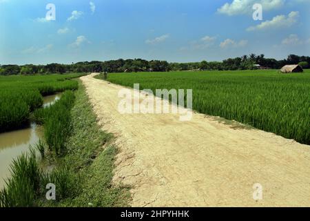 Khulna, Bangladesh - October 09, 2014: Aerial View of the green paddy field at Paikgacha in Khulna, Bangladesh. Stock Photo