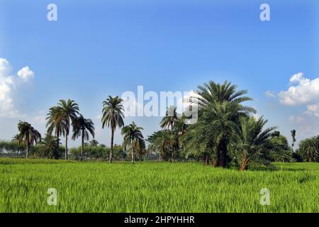 Jessore, Bangladesh - October 09, 2014: Aerial View of the green paddy field at Paikgacha in Khulna, Bangladesh. Stock Photo