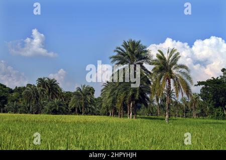 Jessore, Bangladesh - October 09, 2014: Aerial View of the green paddy field at Paikgacha in Khulna, Bangladesh. Stock Photo