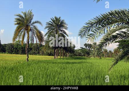 Jessore, Bangladesh - October 09, 2014: Aerial View of the green paddy field at Paikgacha in Khulna, Bangladesh. Stock Photo