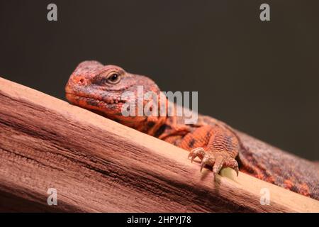 Closeup of a lizard on a wooden surface against a grey background with free space for text Stock Photo