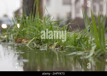 Ground level shot of a puddle with lush grass Stock Photo - Alamy