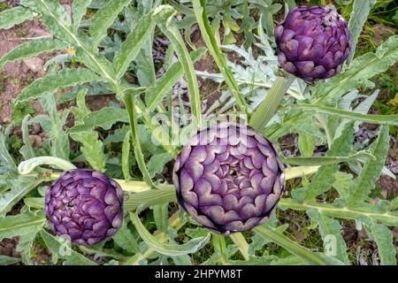 Artichoke (Cynara cardunculus var. scolymus), Plougrescant, Cotes d'Armor, Bretagne, France Stock Photo