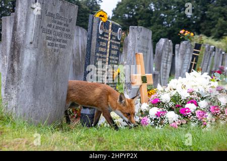 Red fox (Vulpes vulpes) standing in a cemetery, England Stock Photo