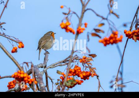 Robin (Erithacus rubecula) perched in a rowan tree, England Stock Photo