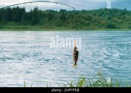 Spinning rod and fish near river. Stock Photo